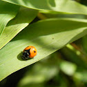 Lady bug