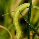 Geometrid moth caterpillar