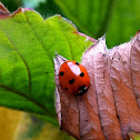 Seven spot ladybird