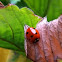 Seven spot ladybird