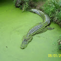 Alligator