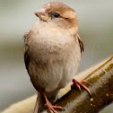 House sparrow, female
