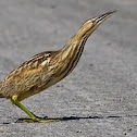 American Bittern