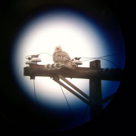 Spotting Image 1