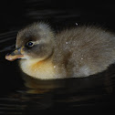 Blue Swedish Mix Duckling