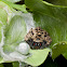 Huntsman Spider with Eggs