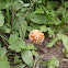 Fly Amanita