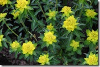 EuphorbiaPolychroma