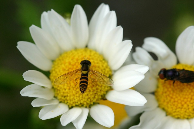 [PuslingkrageBlomsterflue53.jpg]
