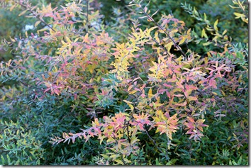 Spirea