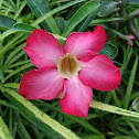 Kalachuchi flowers