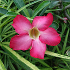 Kalachuchi flowers