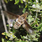 Bee fly