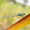 Marsh Bluetail