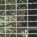 Barn owl