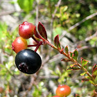 Shiny blueberry