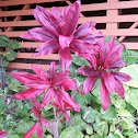 Red ti plant