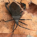 Leaf Footed Bug
