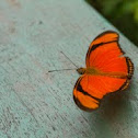 Julia Butterfly