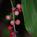 False Solomon's Seal