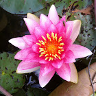 Water Lily