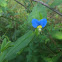 Asiatic Dayflower