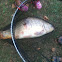 Reina carpa