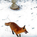 Red fox