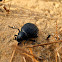 Scarab