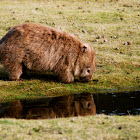 Wombat