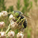 Western Sand Wasp