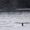 Humpback whale