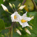 Nightshade flowers