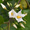 Nightshade flowers