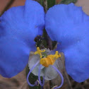 Erect Dayflower