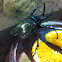 Atlas beetle