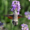 Hummingbird Hawk-moth