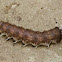 Caterpillar