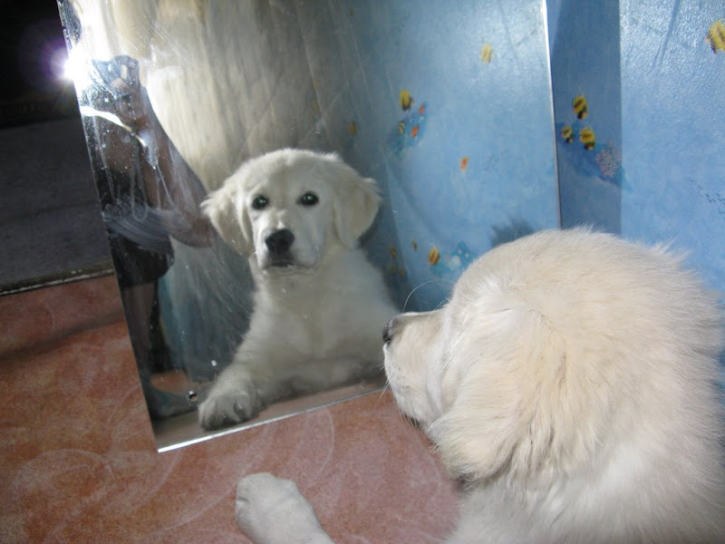 Golden Retriever i lustro Golden Retriever i lustro
