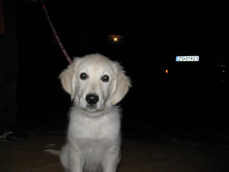 Golden Retriever Golden Retriever