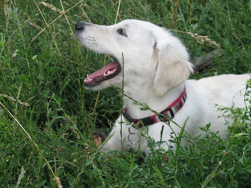 Golden Retriver, goldenek