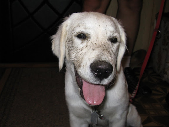 Brudny Golden retriever, brudny goldenek