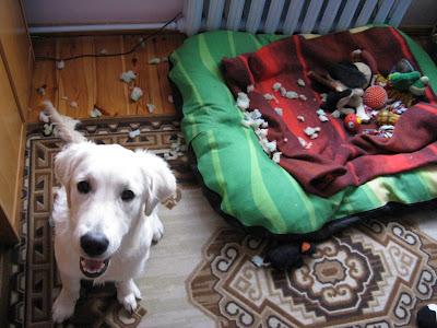 Golden Retriever uśmiech