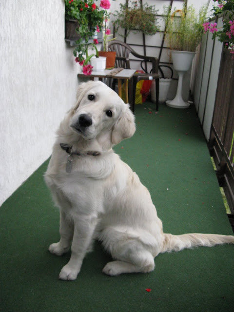 Golden Retriever siedzi