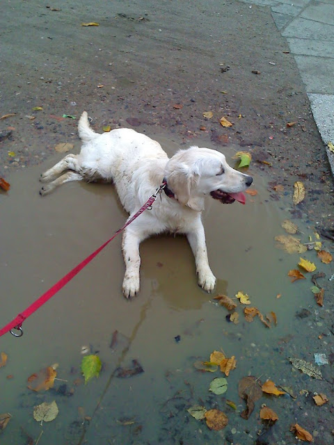 Golden Retriever w kałóży