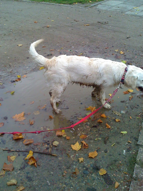 Golden Retriever w błocie