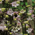 Longsepal Beardtongue