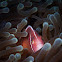Squirrel Clownfish