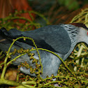 Topknot Pigeon