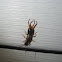 Common Earwig/European Earwig